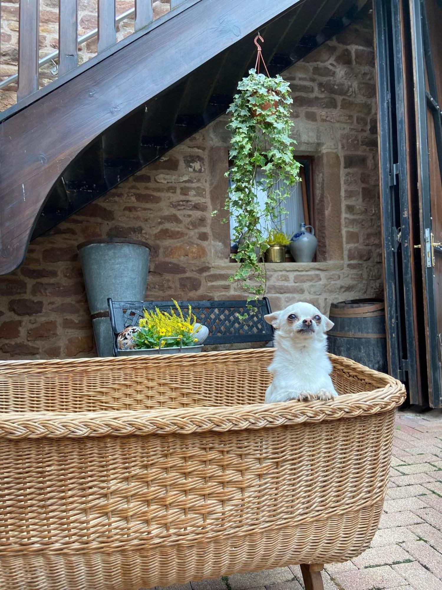 Relais Du Dompeter Bed and Breakfast Molsheim Buitenkant foto
